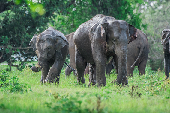 Σρι Λάνκα ελέφαντες