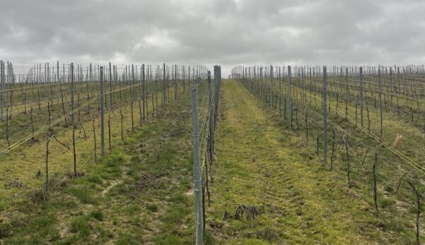 Vinograd
