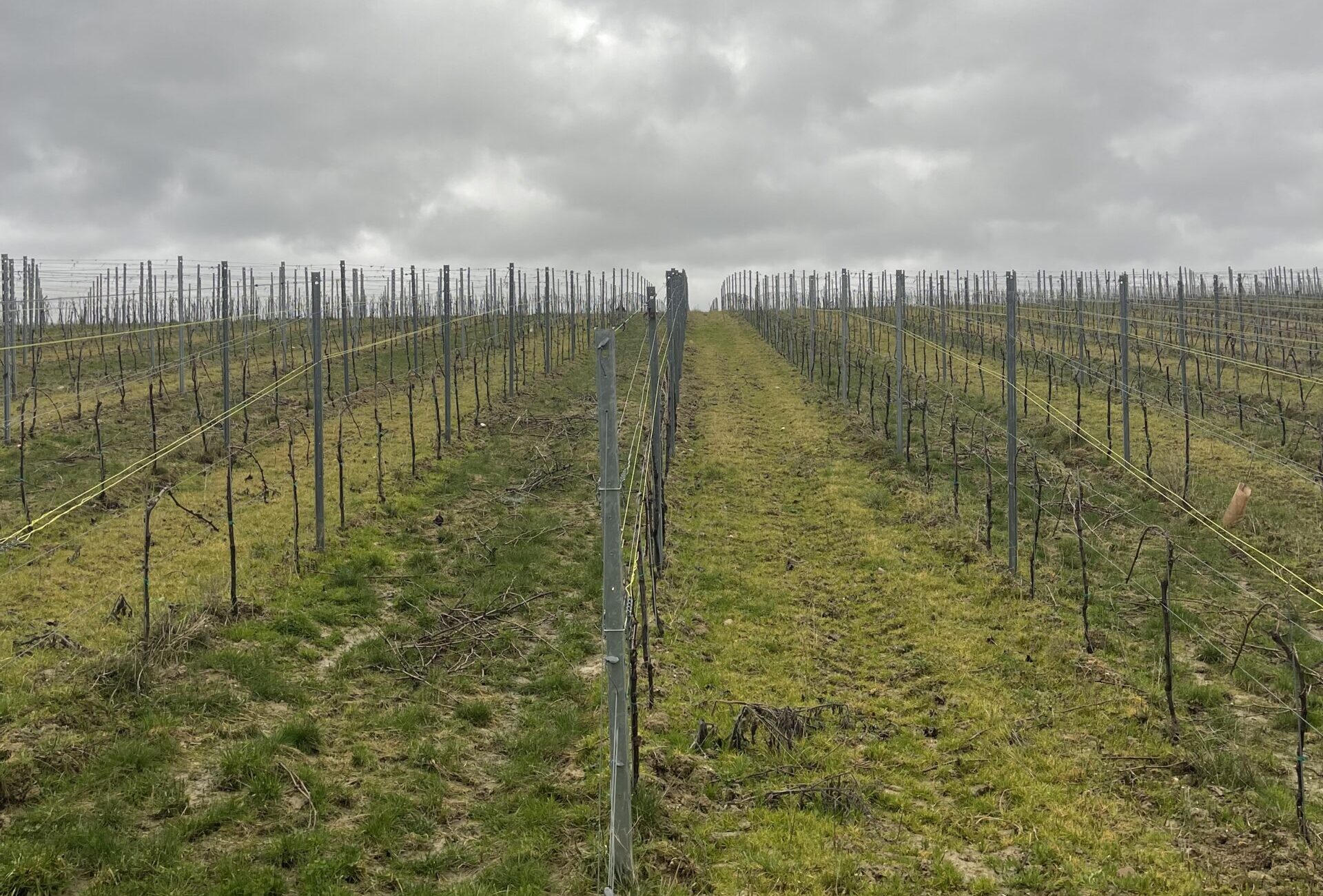 Vinograd