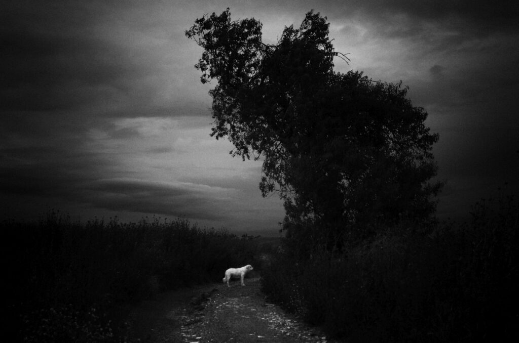 Σταύρος Σταματίου