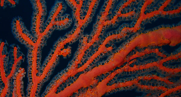 Tipping Points - Κοράλλια