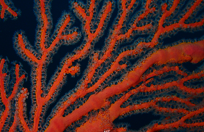 Tipping Points - Κοράλλια