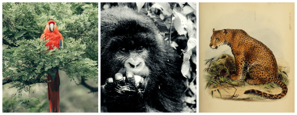 Τροπικά Δάση