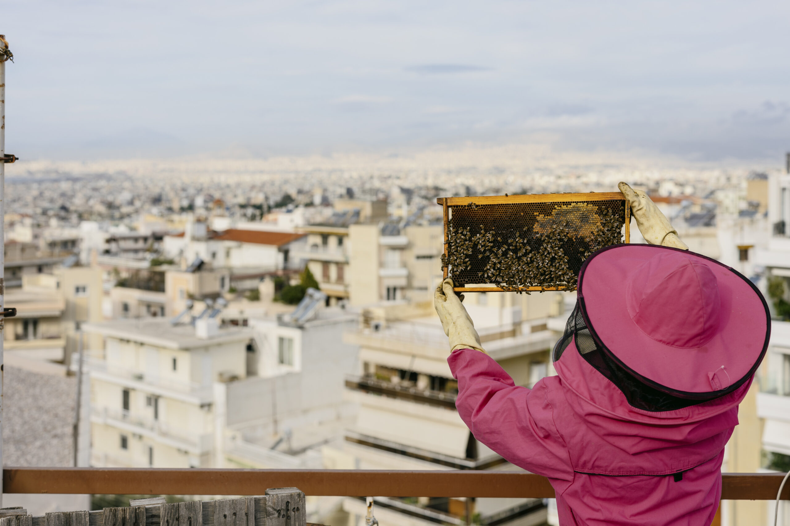 Η Αστική Μέλισσα στις ταράτσες της πόλης