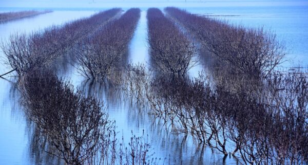 «Πλημμυροχρωμία»