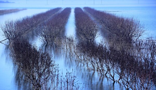 «Πλημμυροχρωμία»