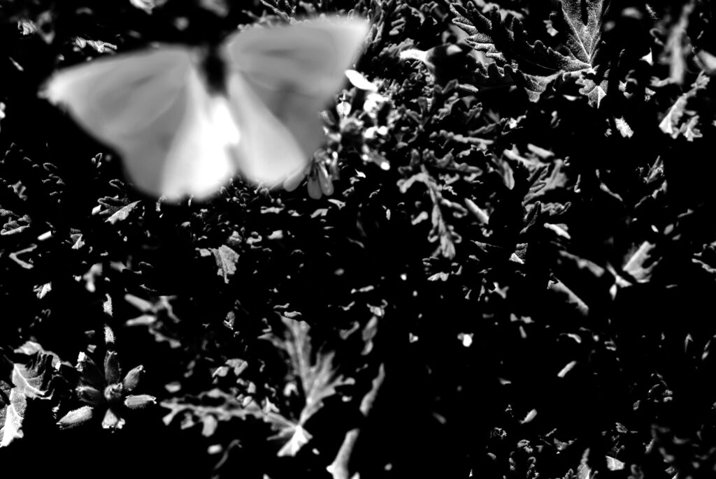 Γεωργία Πανάκια